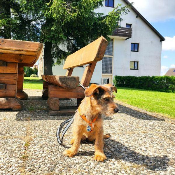 Ferienwohnung Harzluchs Mit Balkon, Netflix Und Sauna Im Haus Hohegeiss Luaran gambar
